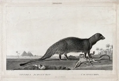 An Egyptian mongoose (ichneumon), standing on a disembowelled crocodile with the crocodile's destroyed eggs nearby