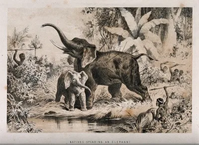 An elephant and her calf ambushed by African men with spears