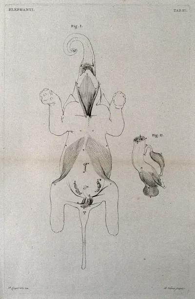 An elephant, part-dissected, seen from below: two figures, showing the muscles