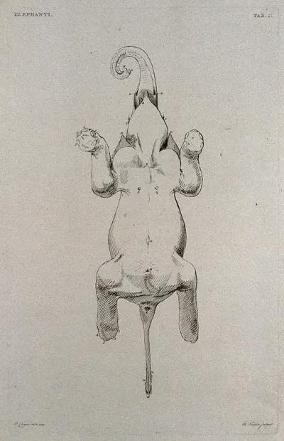 An elephant, seen from below