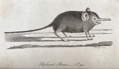 An elephant shrew with a long proboscis