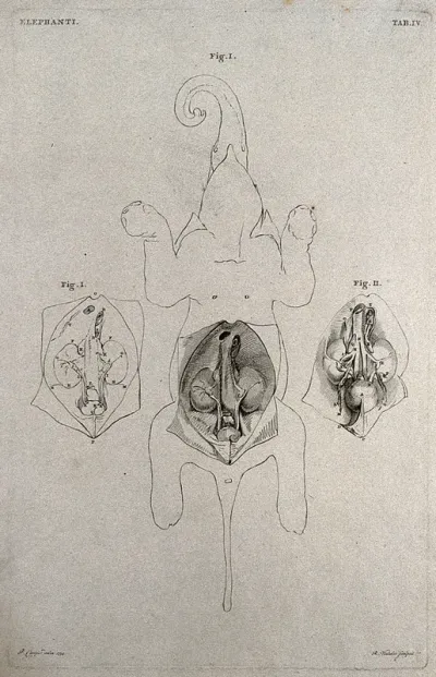 An elephant, with its abdomen dissected, seen from below: three figures, including two details showing the kidneys and bladder