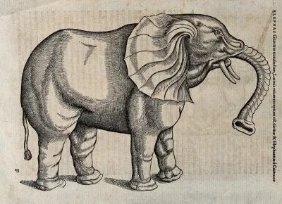 An elephant. Woodcut after C. Gessner