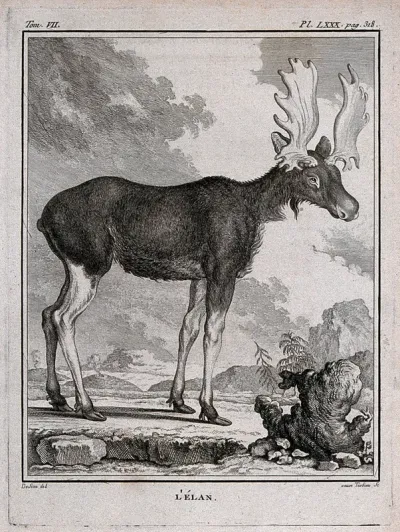 An elk. Engraving by M.R. Tardieu after J. de Seve