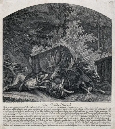 An elk is tracked down by a pack of hounds in a gorge in the forest and tries violently to shake them off