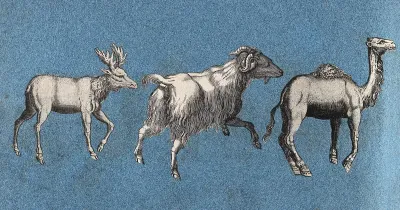 An elk or moose, a goat and a camel
