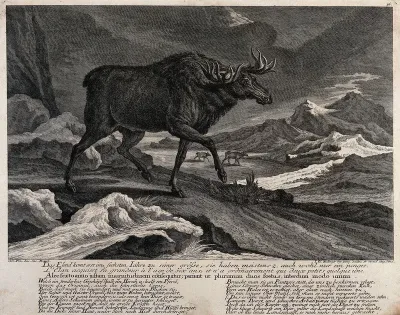 An elk walking through a snowy landscape in the mountains with other animals in the background
