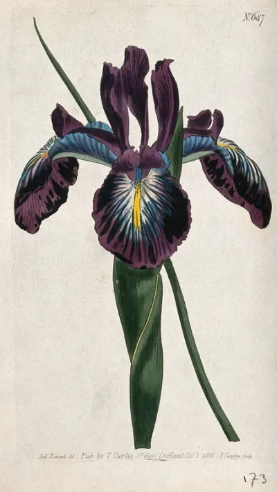 An English iris (Iris latifolia): flower and leaf