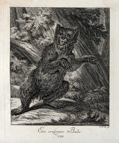 An enraged bear standing on its hind feet in a forest