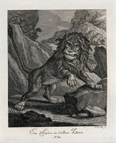 An enraged lion is roaring and leaning with its front paws on a rock