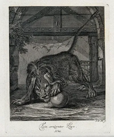 An enraged lion playing nervously with a ball in its enclosure