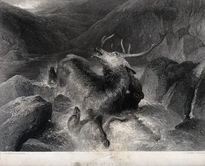 An exhausted stag is hunted into a river by two hounds