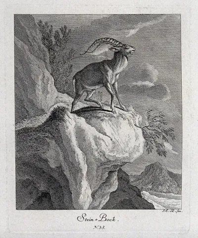 An ibex standing on the crag of a mountain