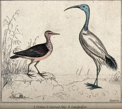 An ibis and a sandpiper standing on a dune near the sea