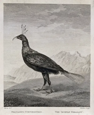 An impeyan pheasant (Lophophorus impeyanus)
