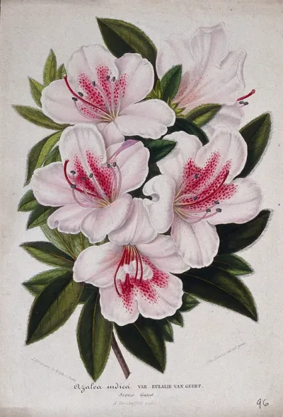 An Indian azalea (Rhododendron cultivar): flowering stem