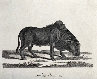 An Indian ox grazing
