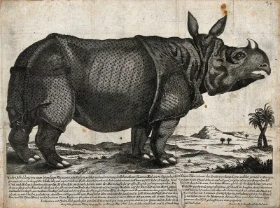 An Indian rhinoceros