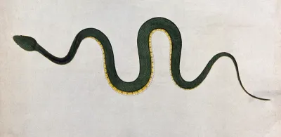 An Indian snake, Bodroo Pam