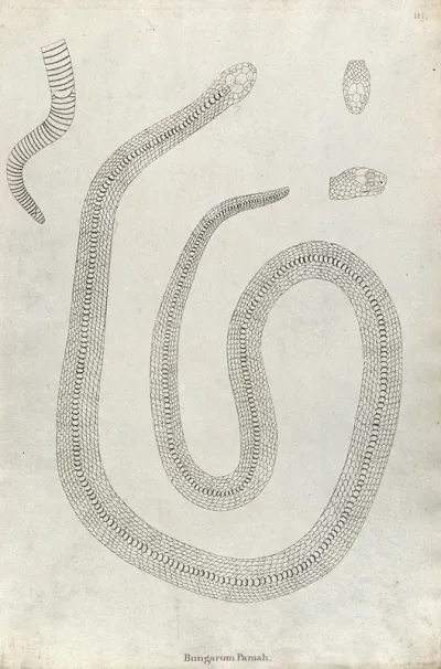An Indian snake: Bungarum Pamah