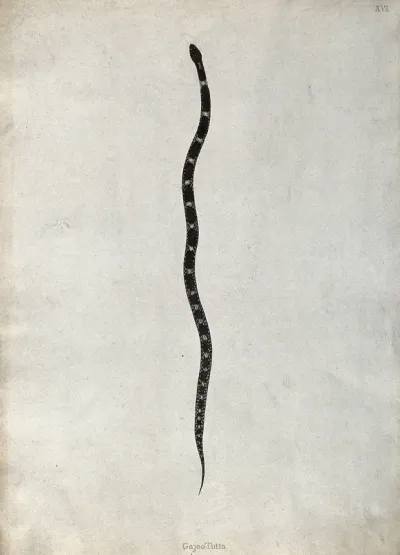 An Indian snake: Gajoo Tutta