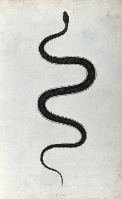 An Indian snake: Goobra