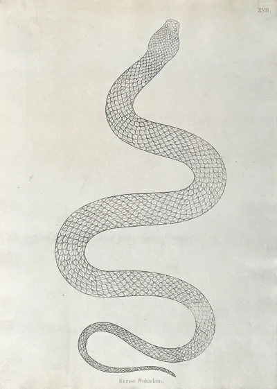 An Indian snake: Karoo Bokadam