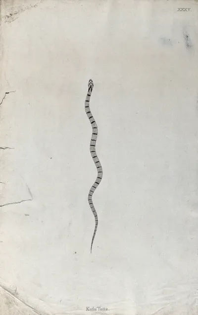 An Indian snake: Katla Tutta