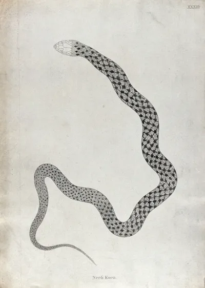 An Indian snake: Neeli Koea