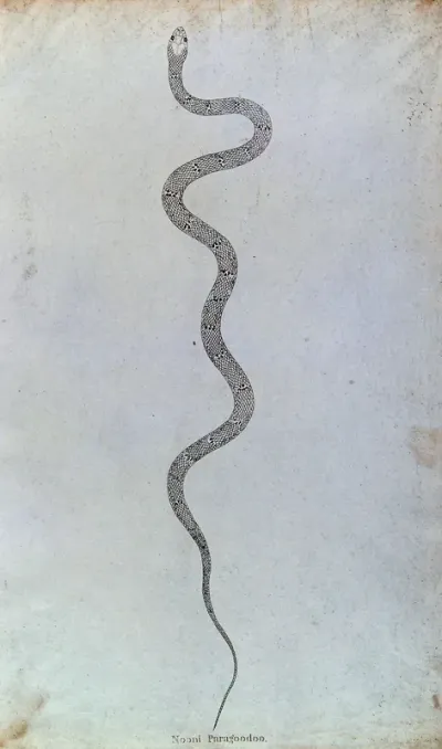 An Indian snake: Nooni Paragoodoo