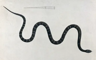 An Indian snake of the Boa genus, Gedi Paragoodoo