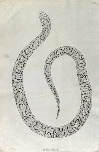 An Indian snake: Pedda Poda