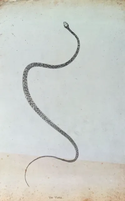 An Indian snake: Tar Tutta