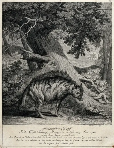An "Indian wolf" is standing in front of a tree with exotic vegetation in the background