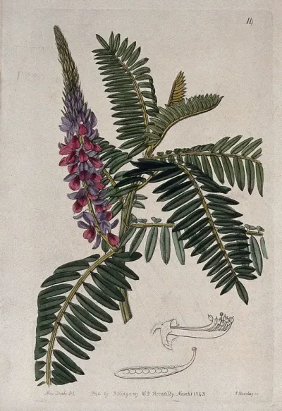 An indigo plant (Indigofera stachyoides): flowering stem and floral segments