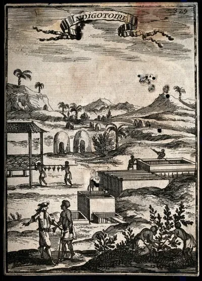An indigo plantation in the Caribbean islands, with black workers and a white overseer