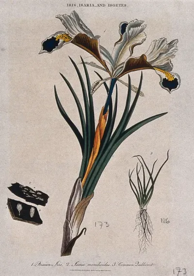 An iris (Iris persica), a fungus (Isaria species) and quillwort (Isoetes species) Coloured etching by J