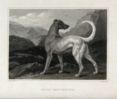 An Irish greyhound standing in a mountainous landscape