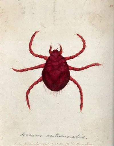 An itch mite (Acarus autumnalis)