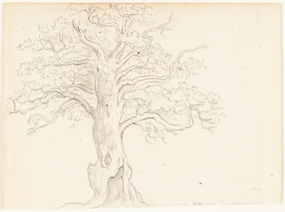 An Oak Tree