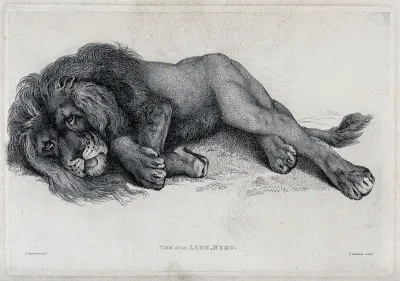 An old lion lying on the ground
