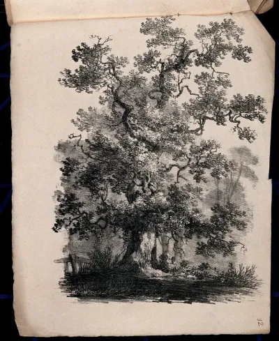 An old oak tree (Quercus robur) with surrounding vegetation