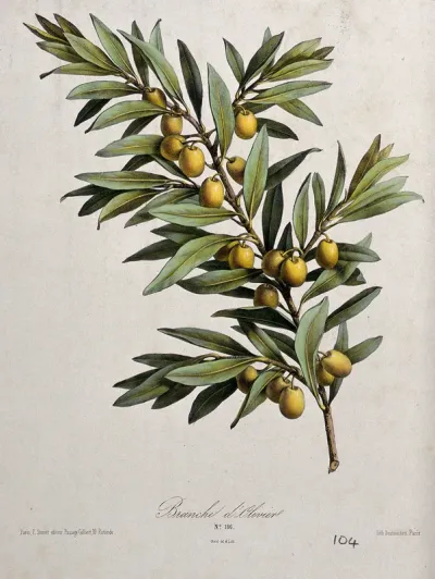 An olive plant (Olea europea): fruiting branch