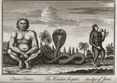 An orang-utan, a hooded serpent and an ape sitting on the outskirts of a tropical rainforest