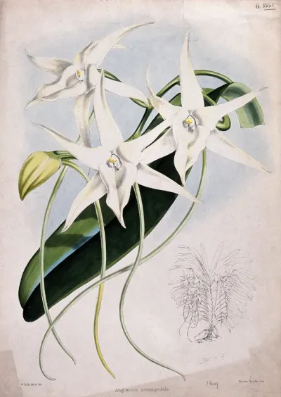 An orchid (Angraecum sesquipedale Thouars): flowers, a leaf and small outline of the whole plant