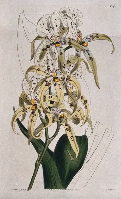 An orchid (Brassia maculata): flowering stem and leaf