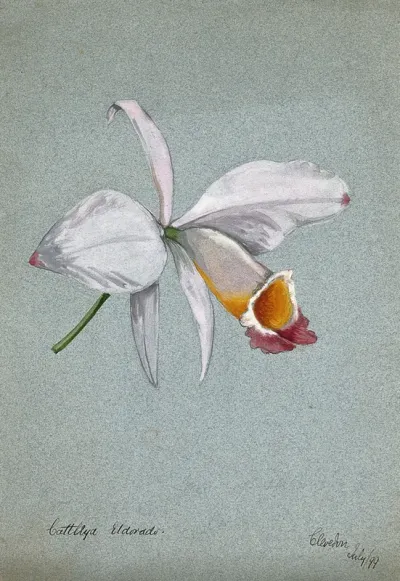An orchid (Cattleya Eldorado): flower only