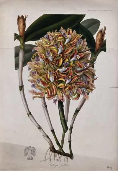 An orchid (Cattleya guttata): flowers, leafy stem and petal