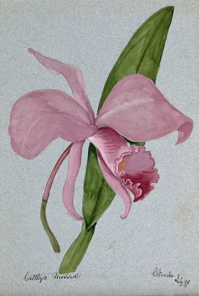 An orchid (Cattleya mossiae): flower and leaf