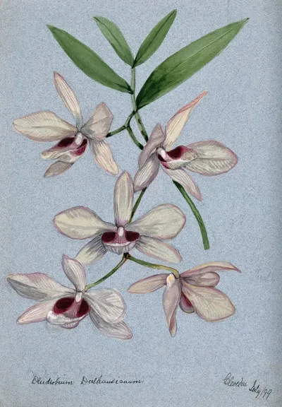 An orchid (Dendrobium Dalhausianum): flowering stem